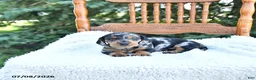 Miniature Dachshund dogs for sale: Chloe - Ad 4