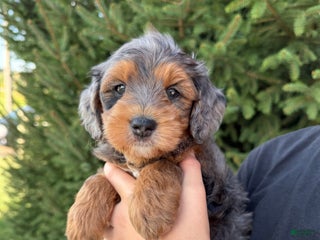 Mini Goldendoodle dogs for sale - Ad 2