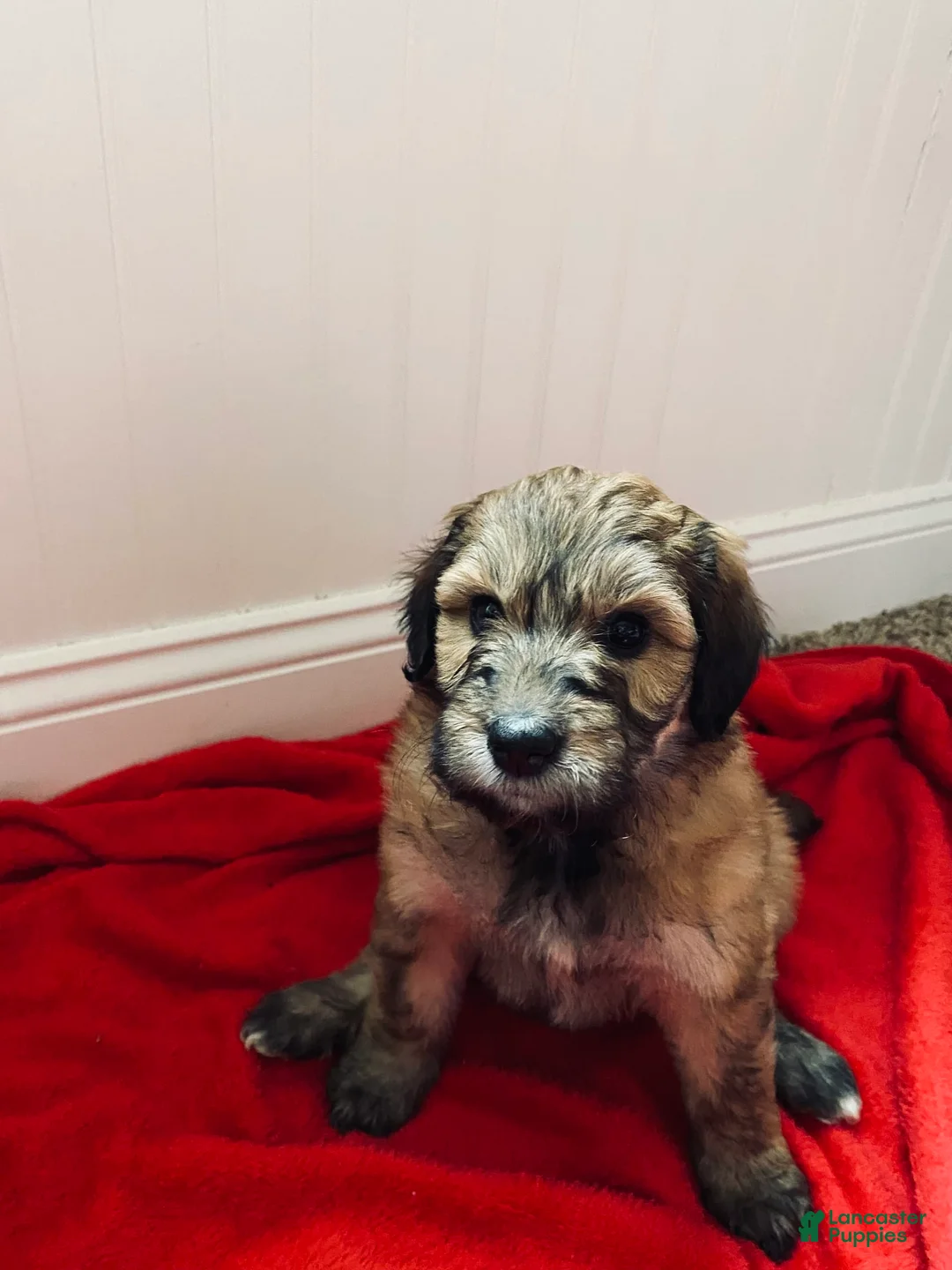 Gallery Image {{count}}