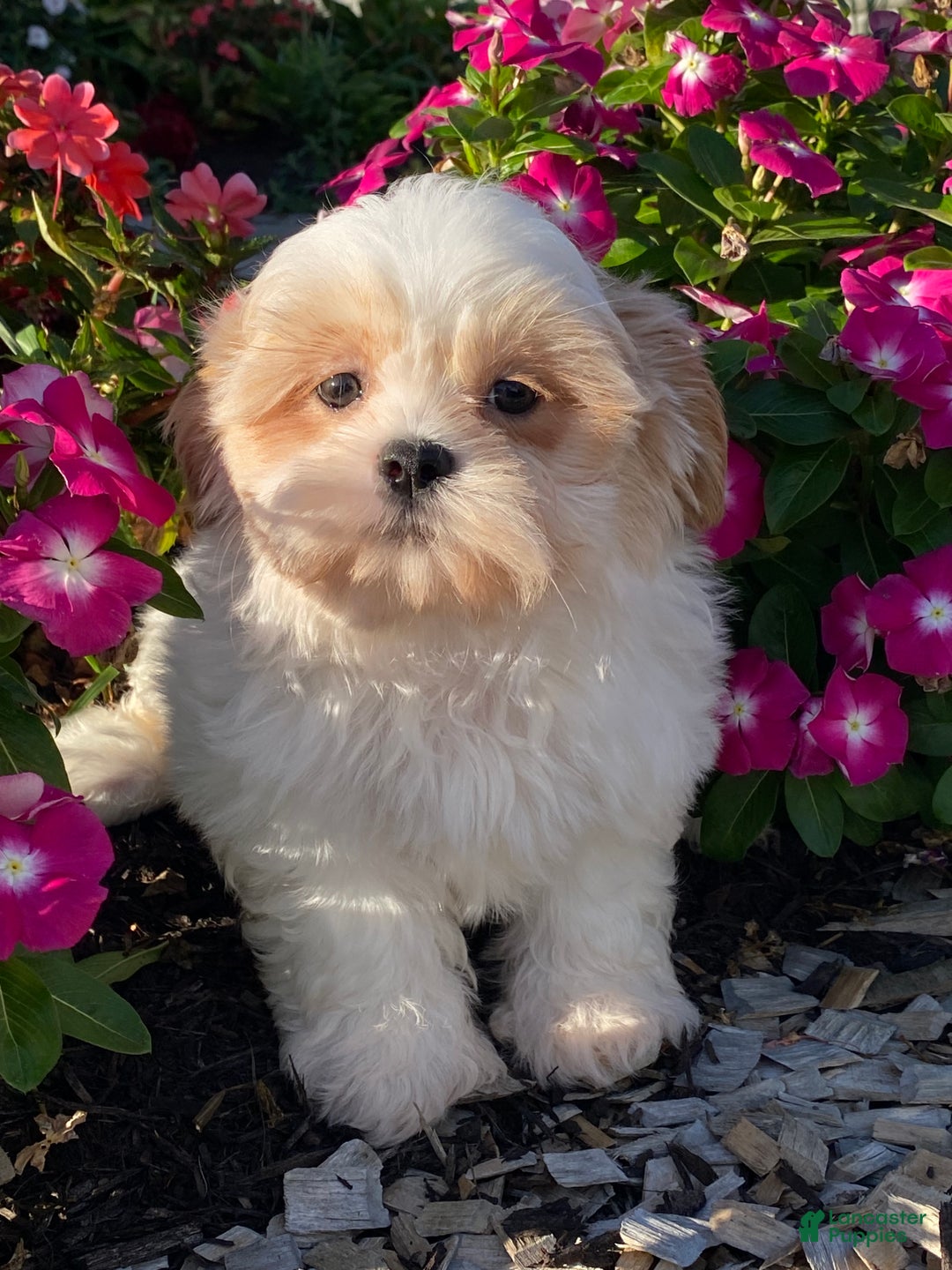 Shih Tzu dogs for sale: Skittles  - Ad 1