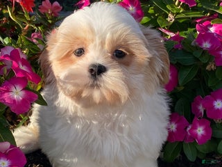 Shih Tzu dogs Skittles - Ad 35