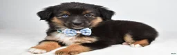 Miniature Australian Shepherd dogs for sale: Faith  - Ad 7