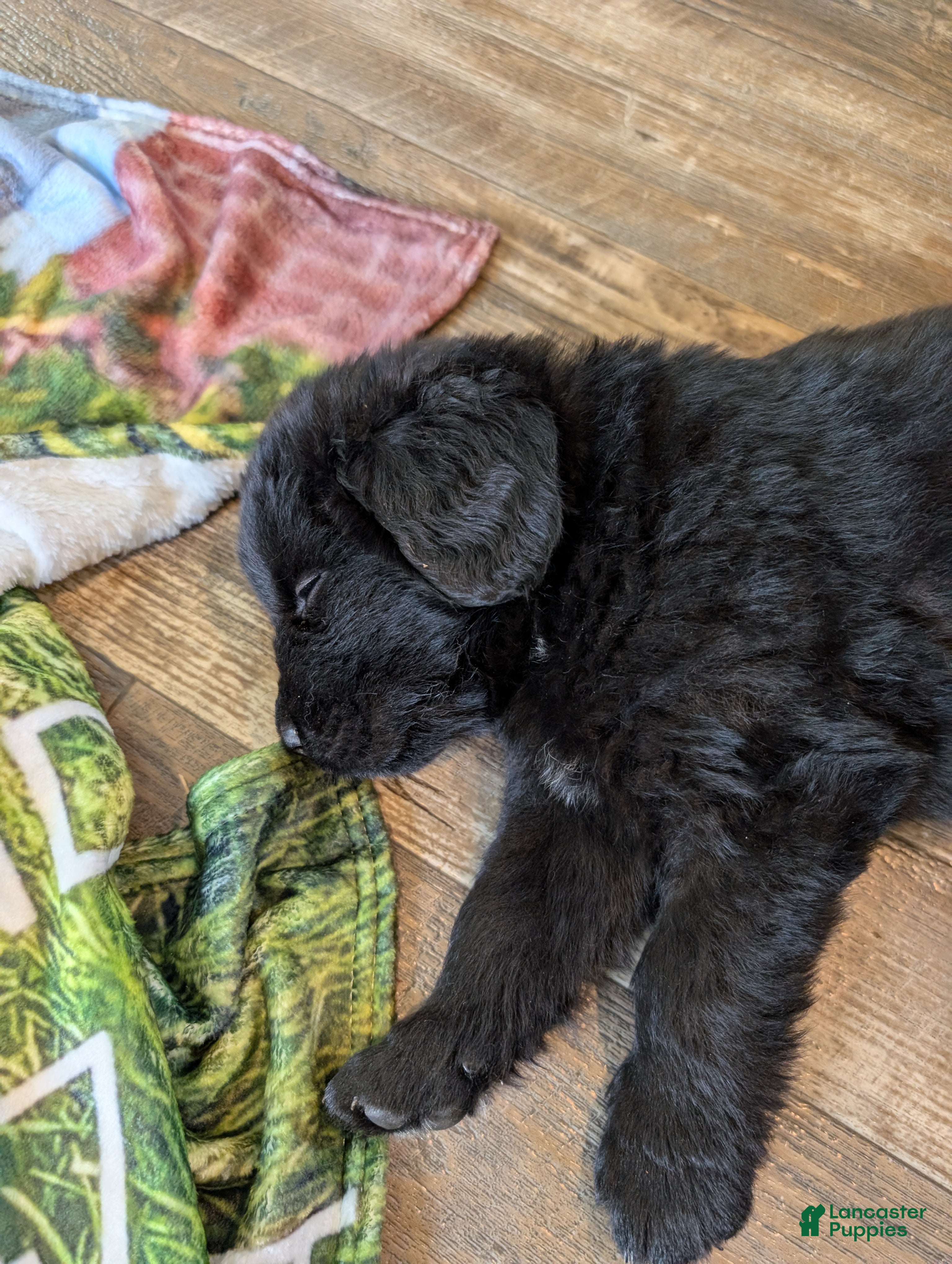 Newfoundland dogs Hero - Ad 23