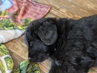 Newfoundland dogs Hero - Ad 23