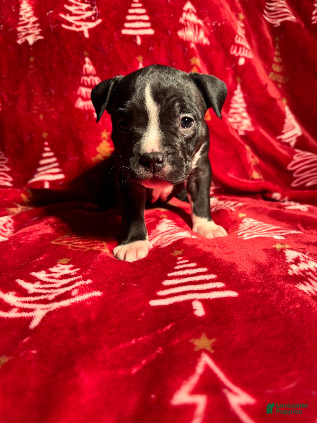 American Bully dogs for sale: American Bully Puppy 5 - Ad 1