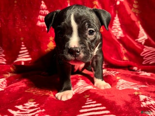 American Bully dogs American Bully Puppy 5 - Ad 12