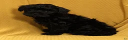 Yorkiepoo dogs for sale: Milo - Ad 8