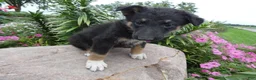 German Shepherd dogs for sale: German Shepherd Wesley 5 - Ad 3