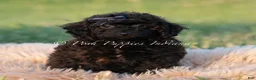 Toy Poodle dogs for sale: Onyx AKC - Ad 2