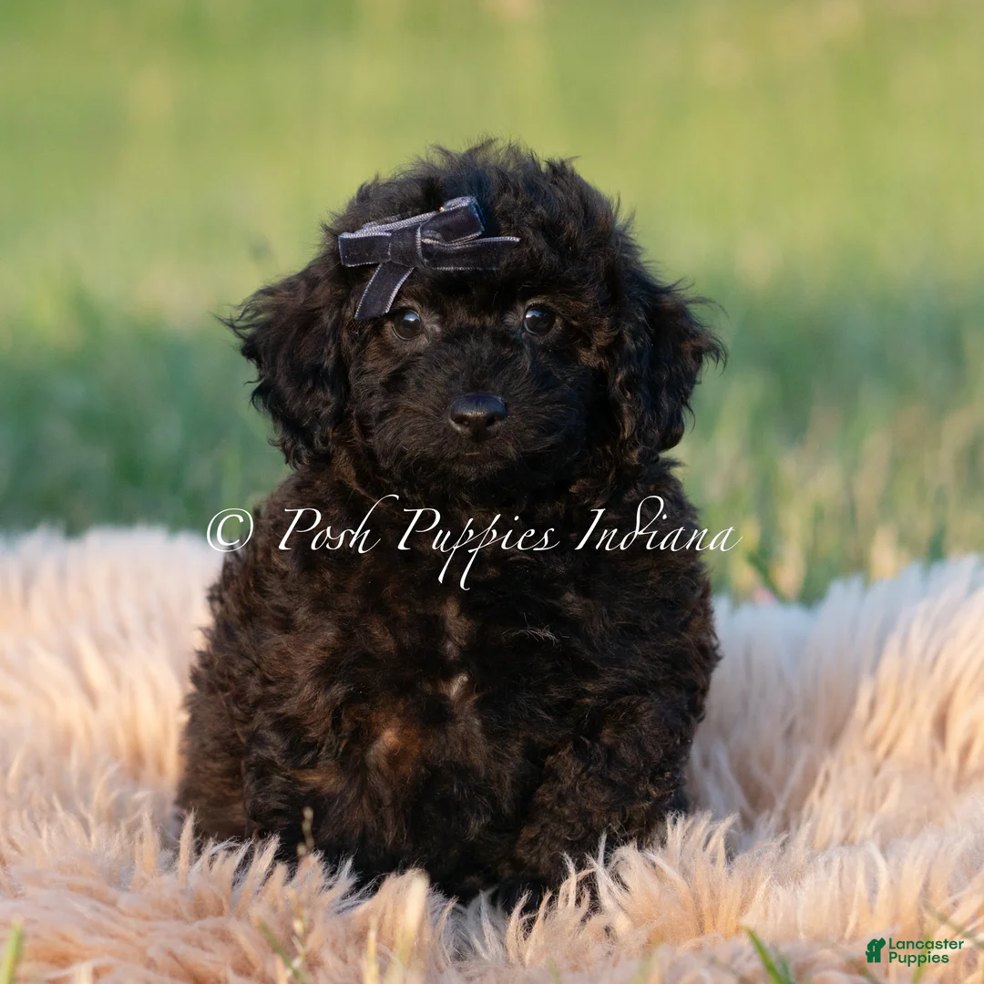 Toy Poodle dogs for sale: Onyx AKC - Ad 2