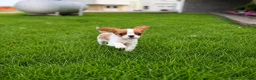 Cavalier King Charles Spaniel dogs for sale: Liam Cavalier King Charles Spaniel Puppy  - Ad 7