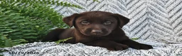 Labrador Retriever dogs for sale: Charmer  - Ad 3