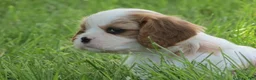 Cavalier King Charles Spaniel dogs for sale: Latte - Ad 6