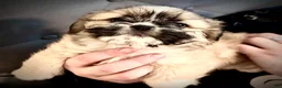 Mixed Breed dogs for sale: Peke- Tzu Pup 3 - Ad 2