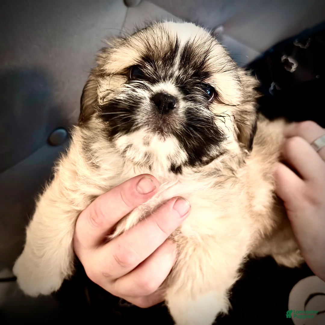 Mixed Breed dogs for sale: Peke- Tzu Pup 3 - Ad 2