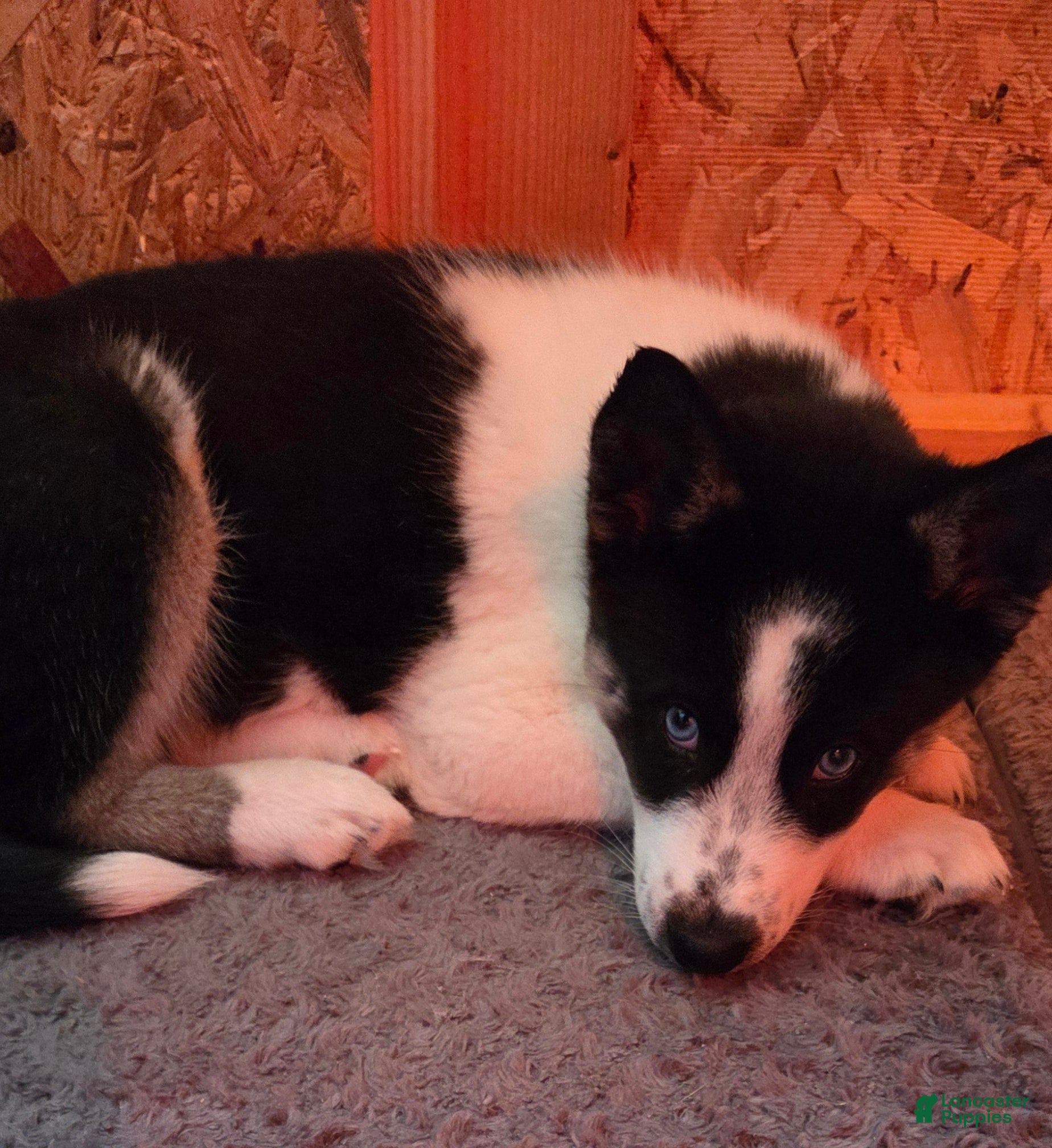 Siberian Husky dogs Oreo - Ad 2