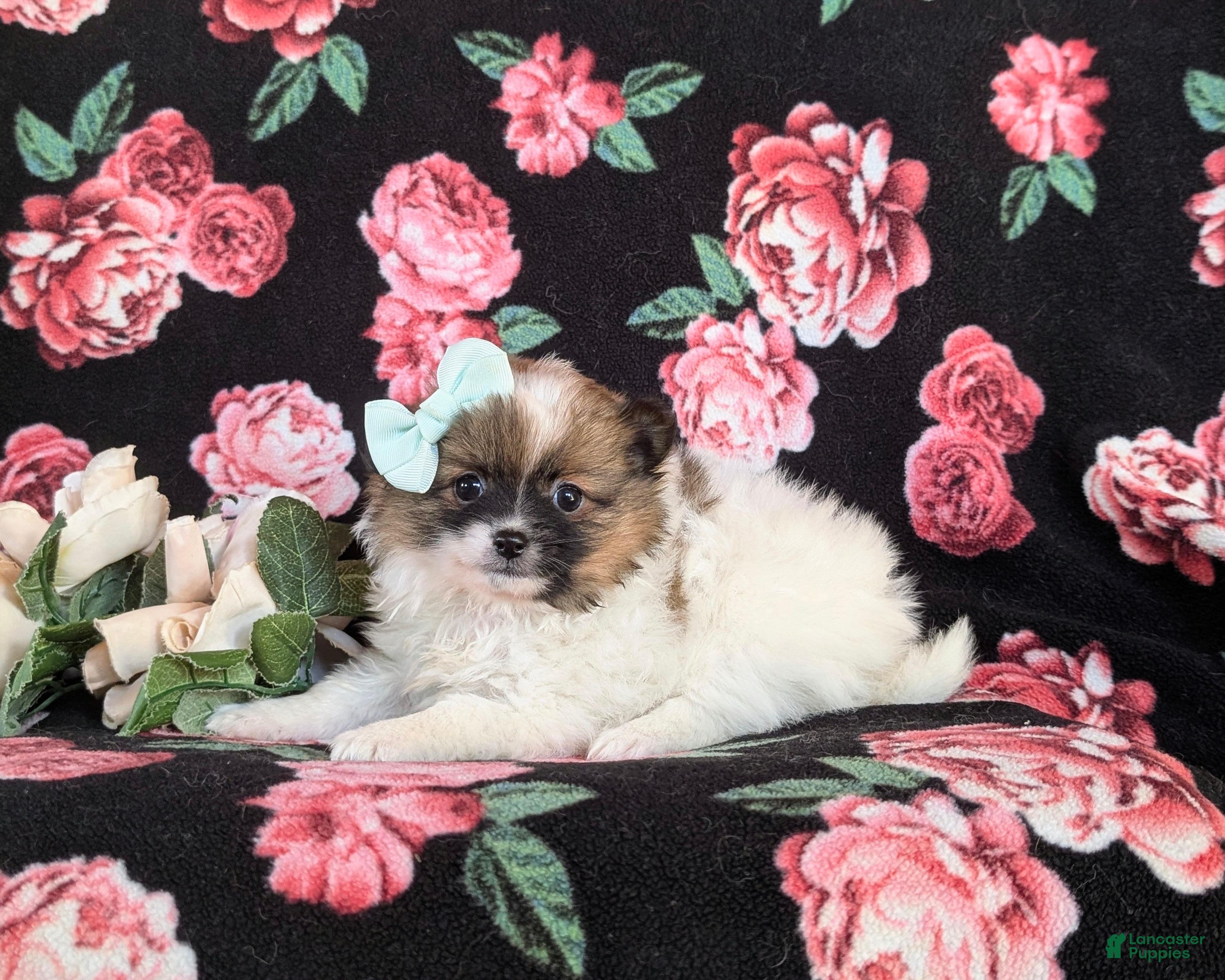 Pomeranian dogs Elayna - Ad 2