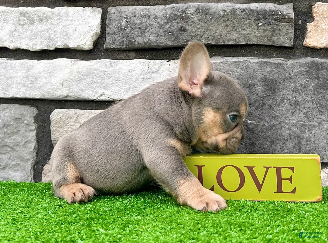 French Bulldog dogs for sale: Turbo - Ad 2
