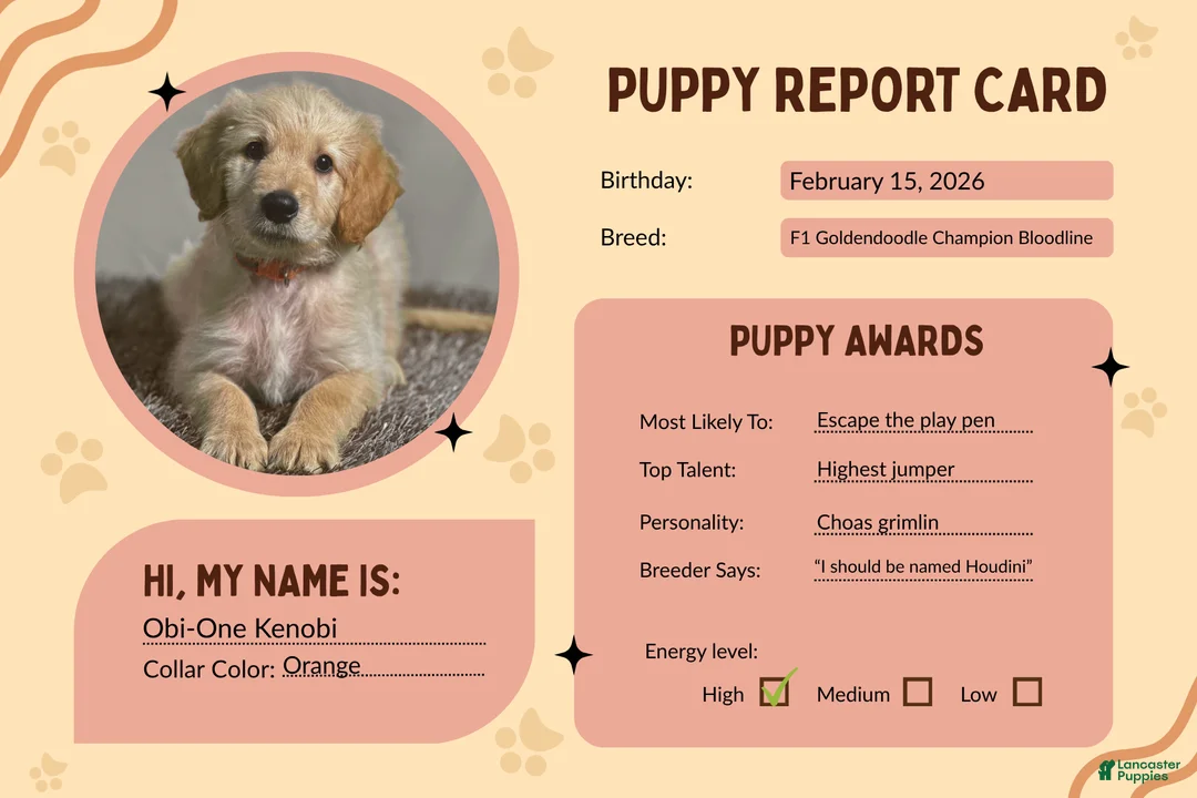 Goldendoodle dogs for sale: Obi-Wan Kenobi - F1 Standard Goldendoodle - Ad 2