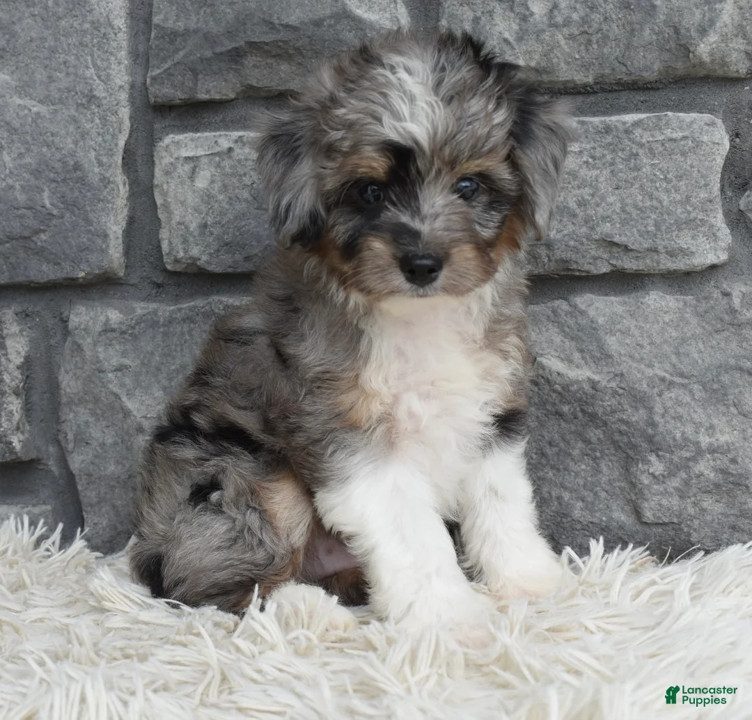 Mini Aussiedoodle dogs for sale: Chief  - Ad 5
