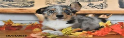 Welsh Corgi Pembroke dogs for sale: Buddy - Ad 4