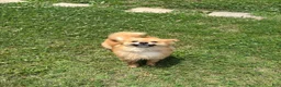 Pomeranian dogs for sale: Pomeranian 1 - Ad 4