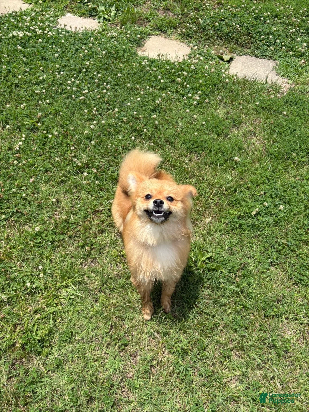 Pomeranian dogs for sale: Pomeranian 1 - Ad 4