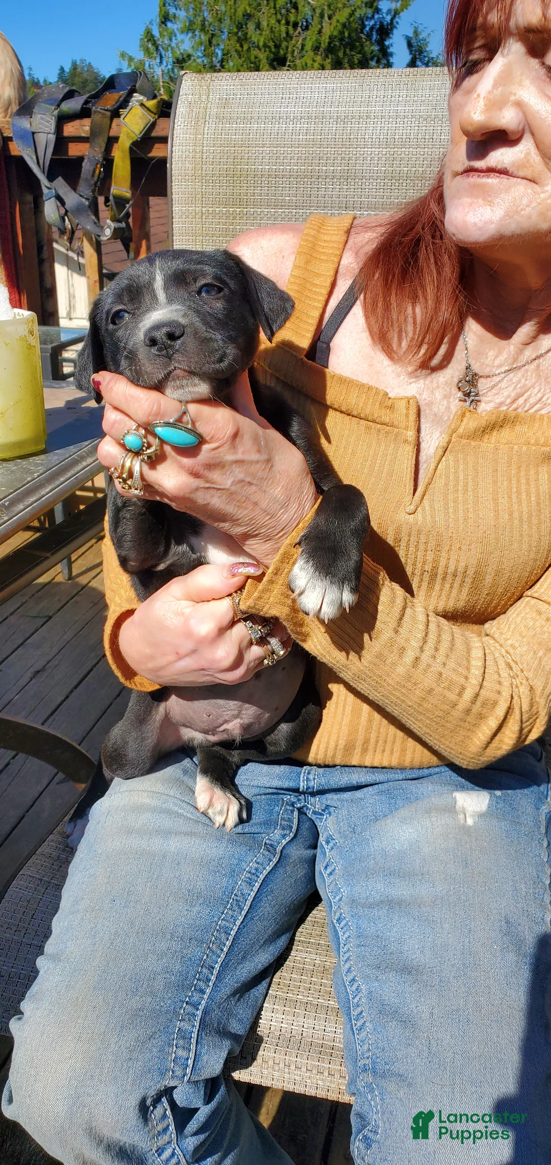 Mixed Breed dogs for sale: Mixed Breed Puppy 3 - Ad 1