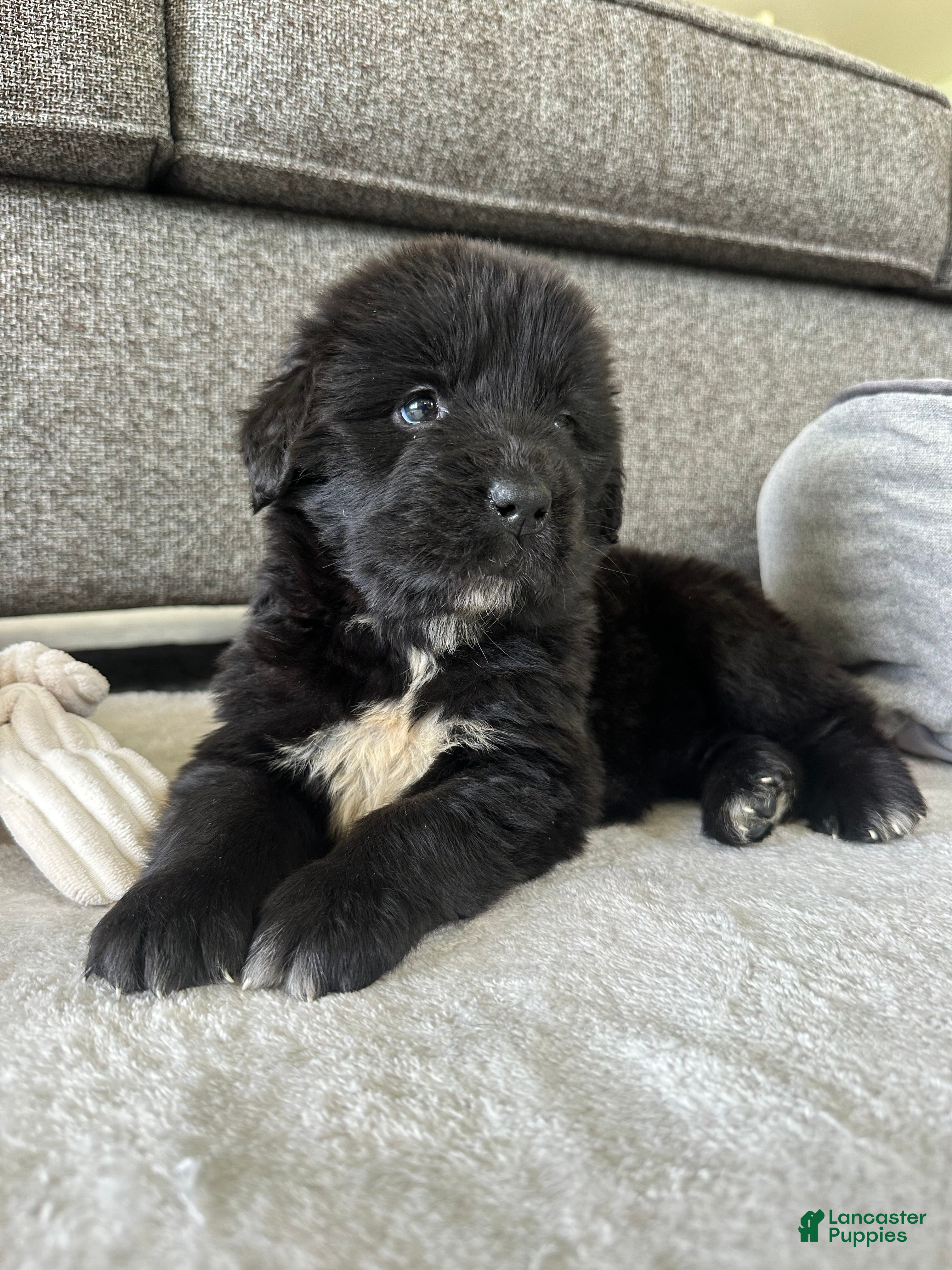Newfoundland dogs for sale: “ Peeta” OFA, CH, AKC,  - Ad 4