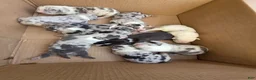 American Bully dogs for sale: American Bully 7 - Ad 5