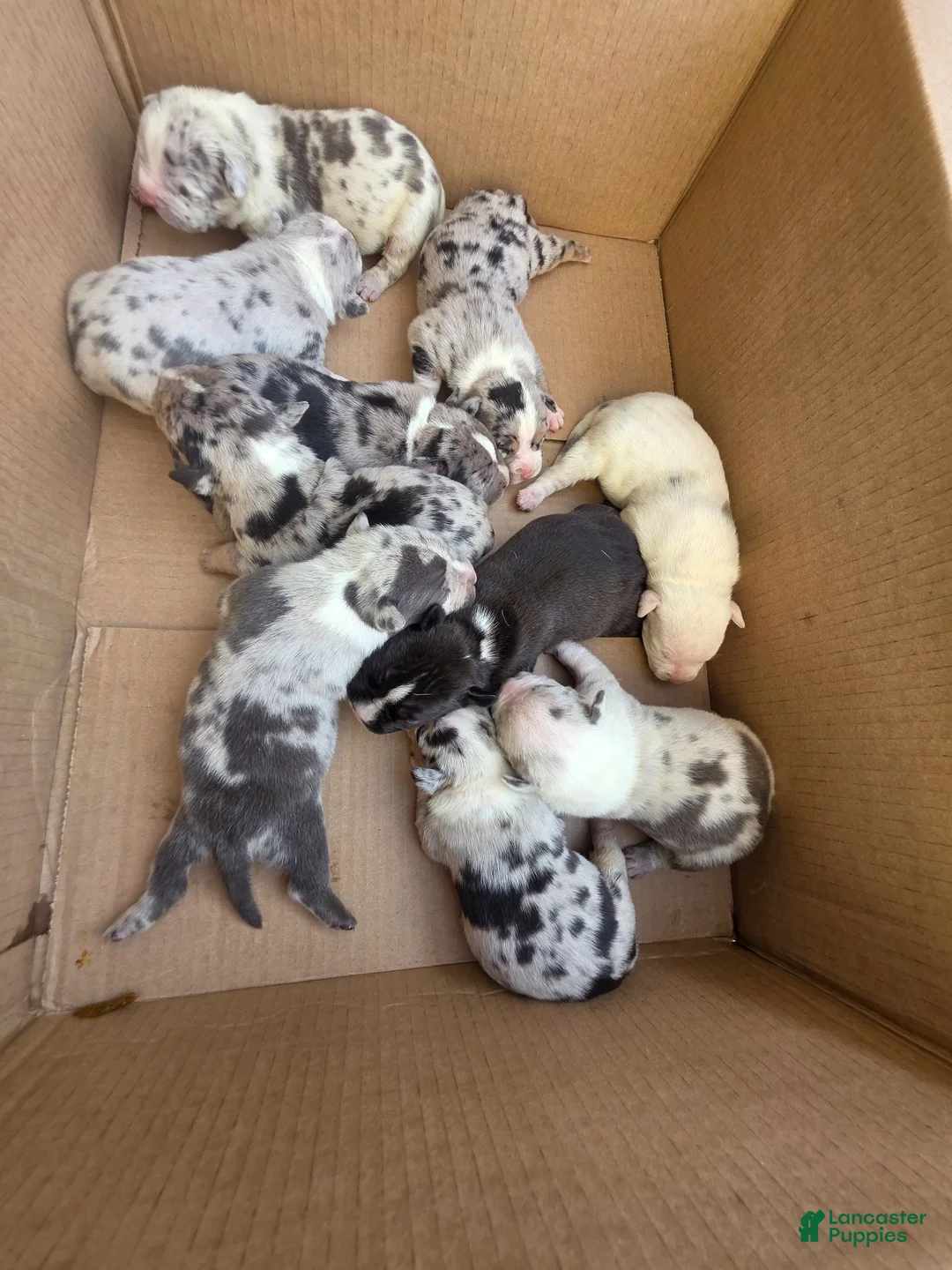 American Bully dogs for sale: American Bully 7 - Ad 5