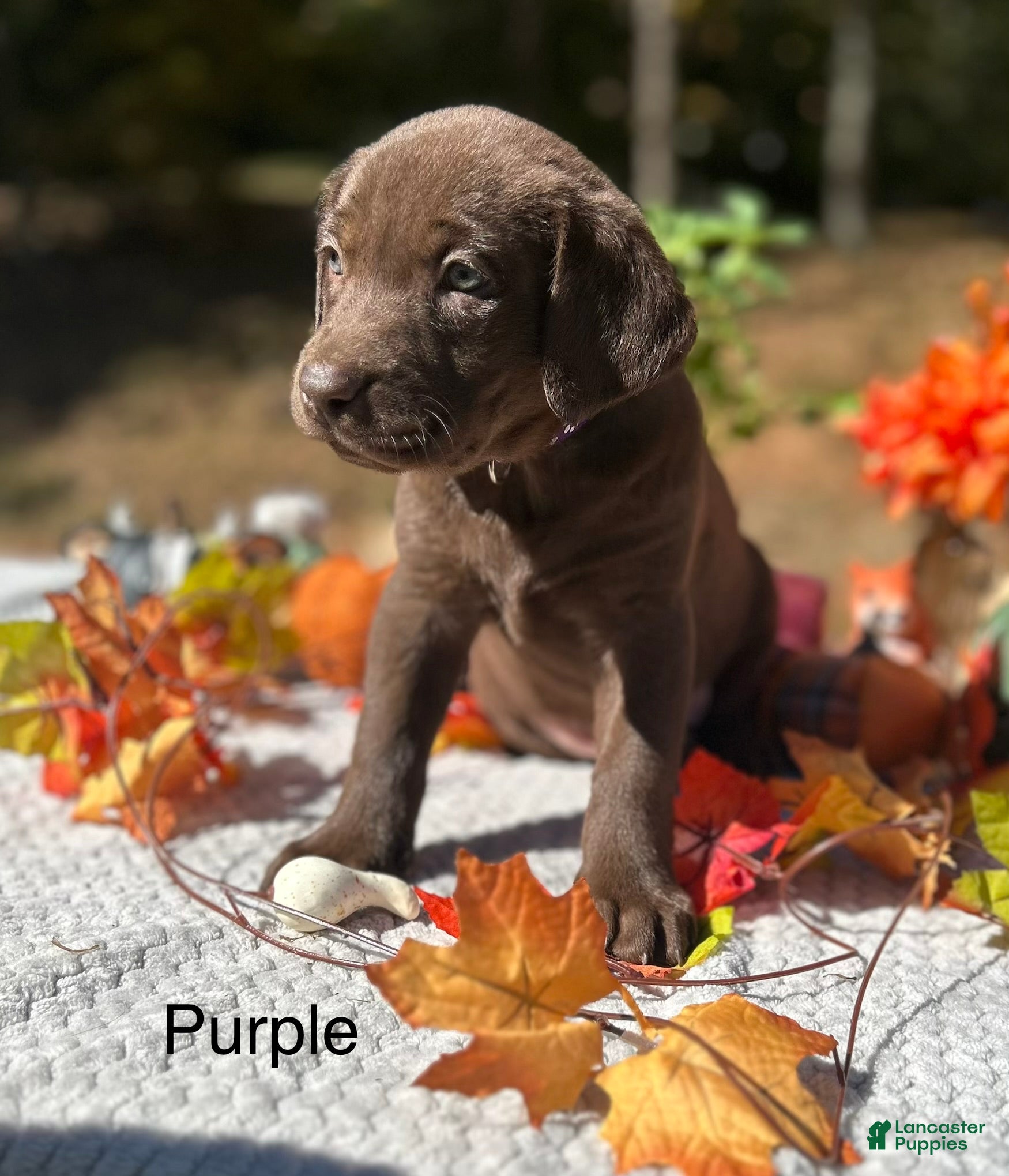 Labrador Retriever dogs Labrador Retriever 8 - Ad 11