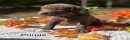 Labrador Retriever dogs for sale: Labrador Retriever 8 - Ad 1