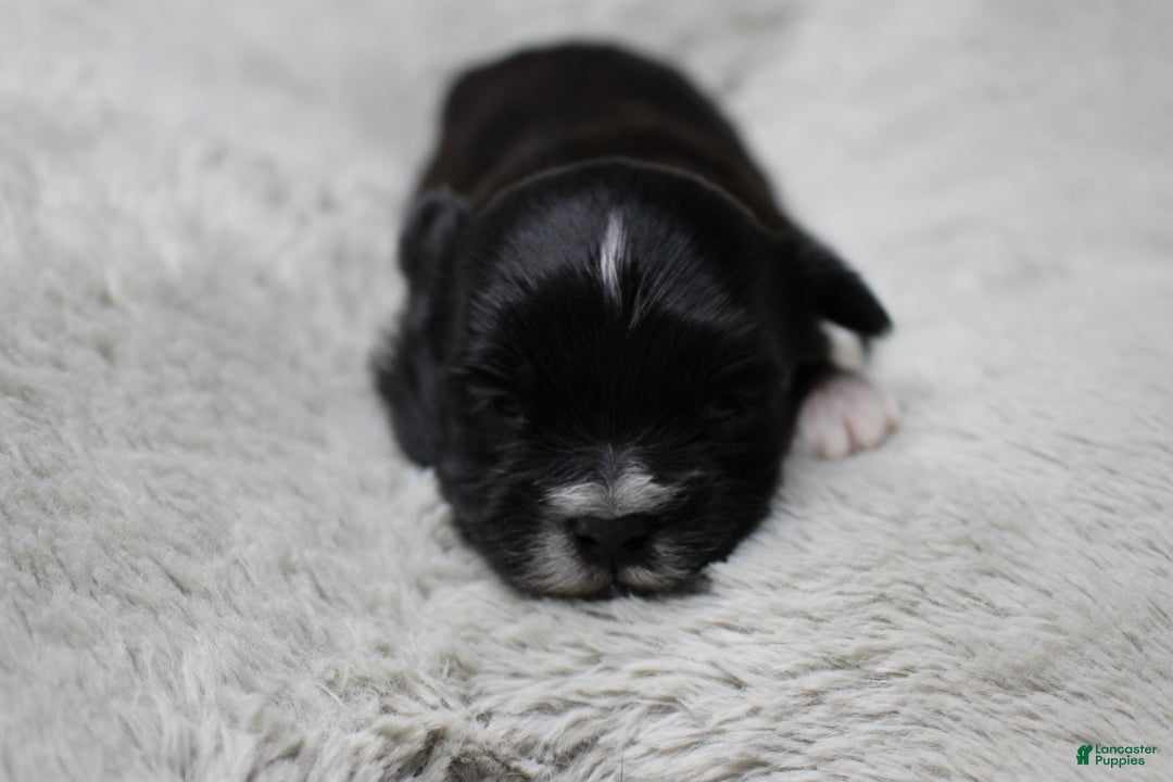 Havanese dogs for sale: CoCo - Ad 12