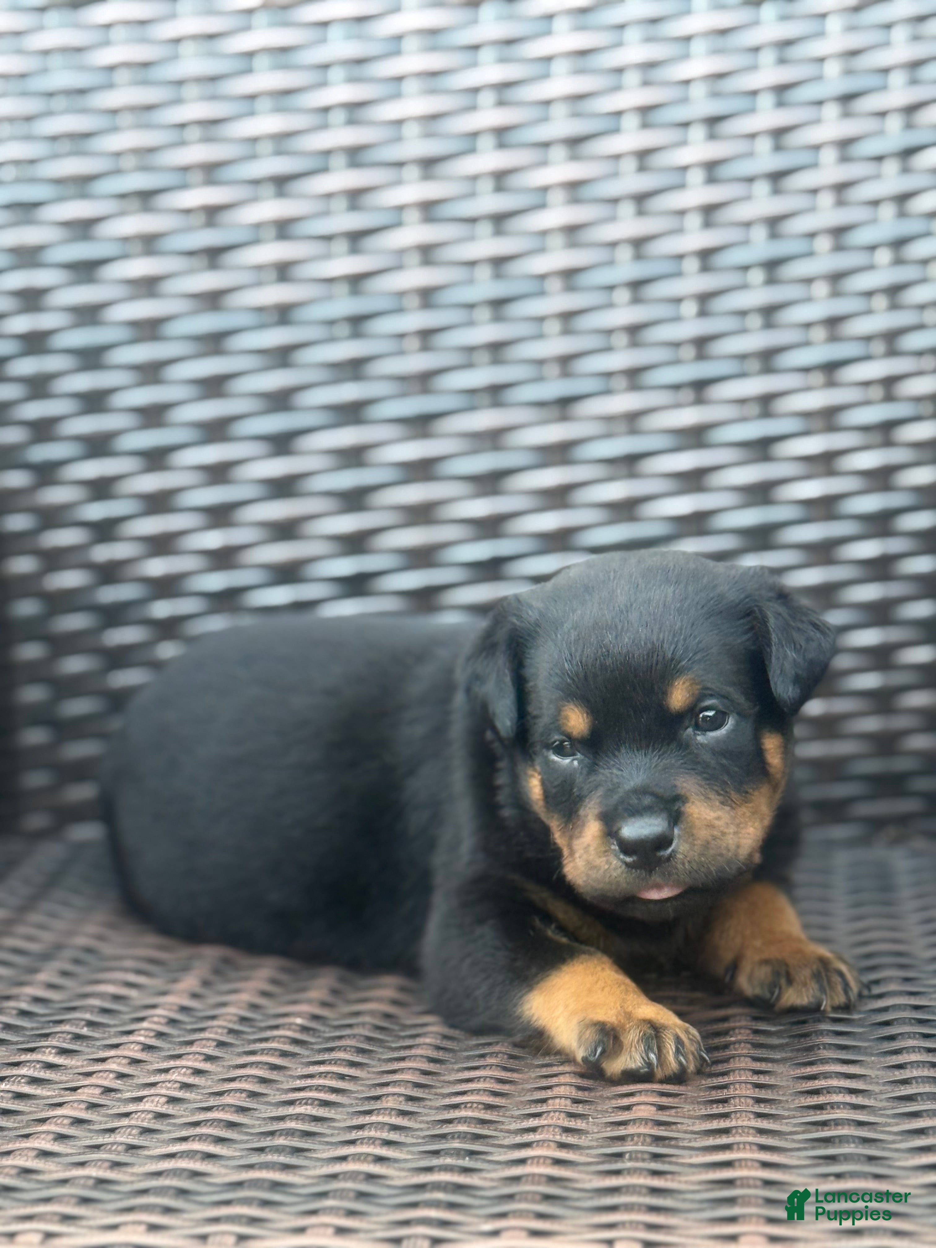 Rottweiler dogs Ky - Ad 9