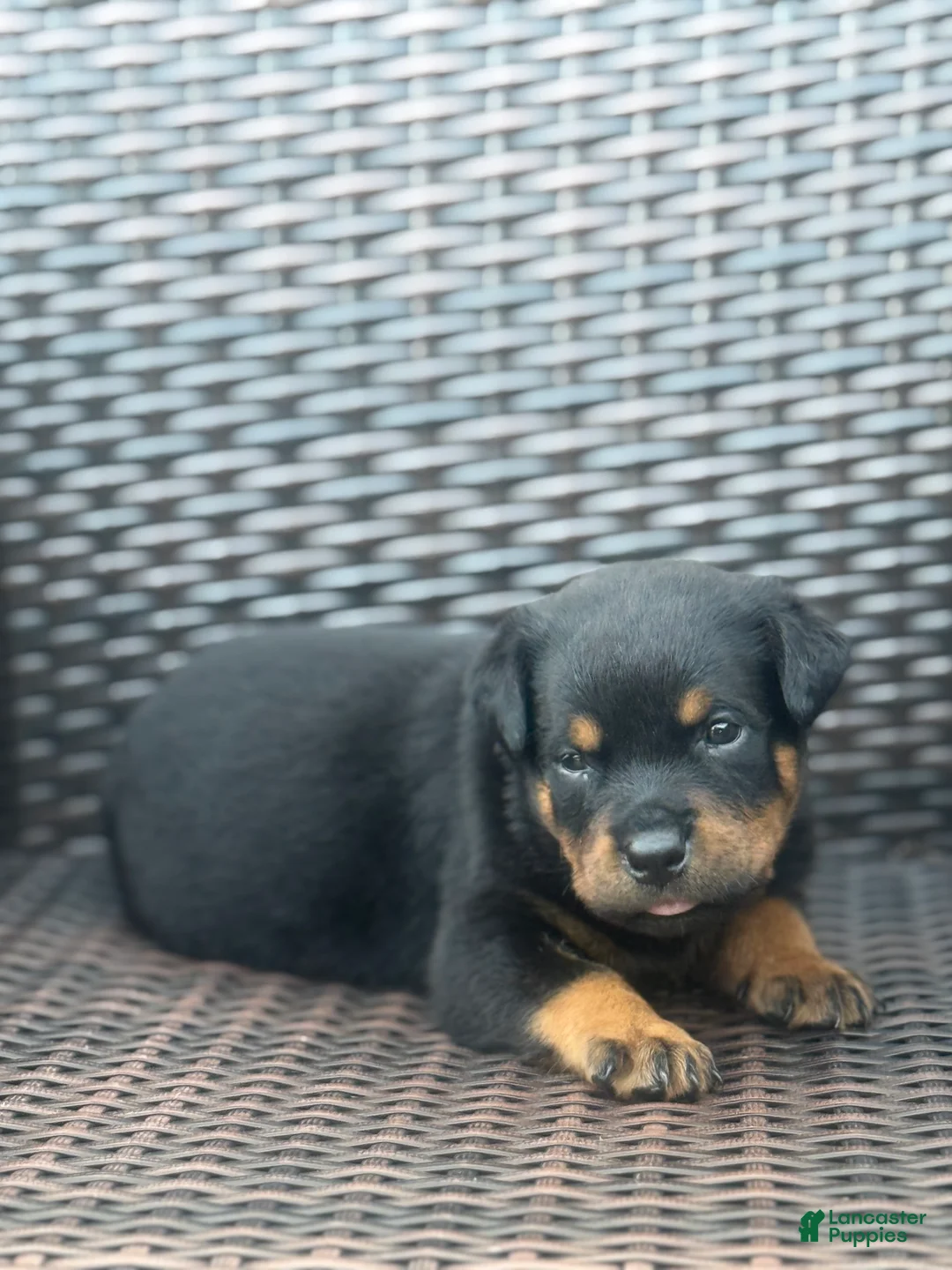Rottweiler dogs for sale: Ky - Ad 1