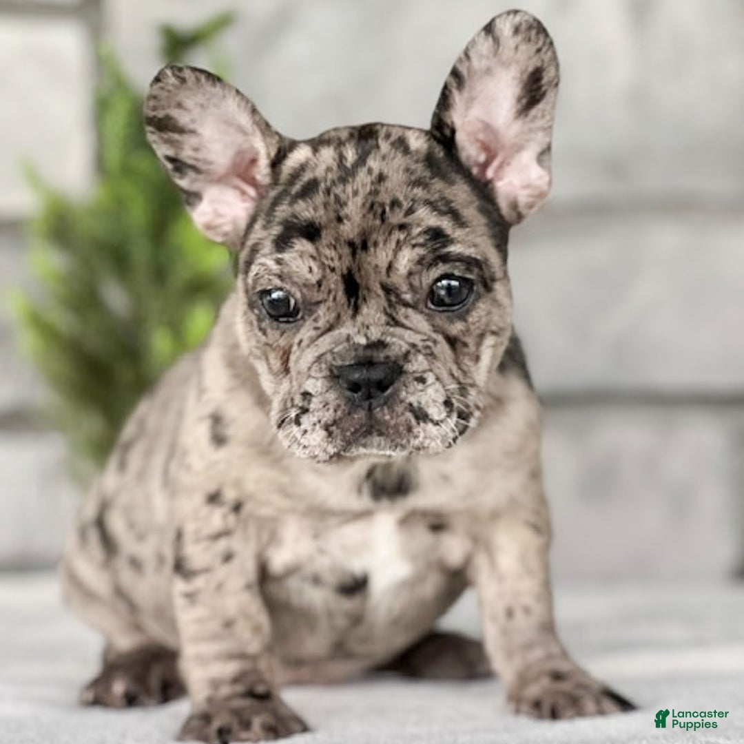 French Bulldog dogs for sale: Olympia - Ad 5