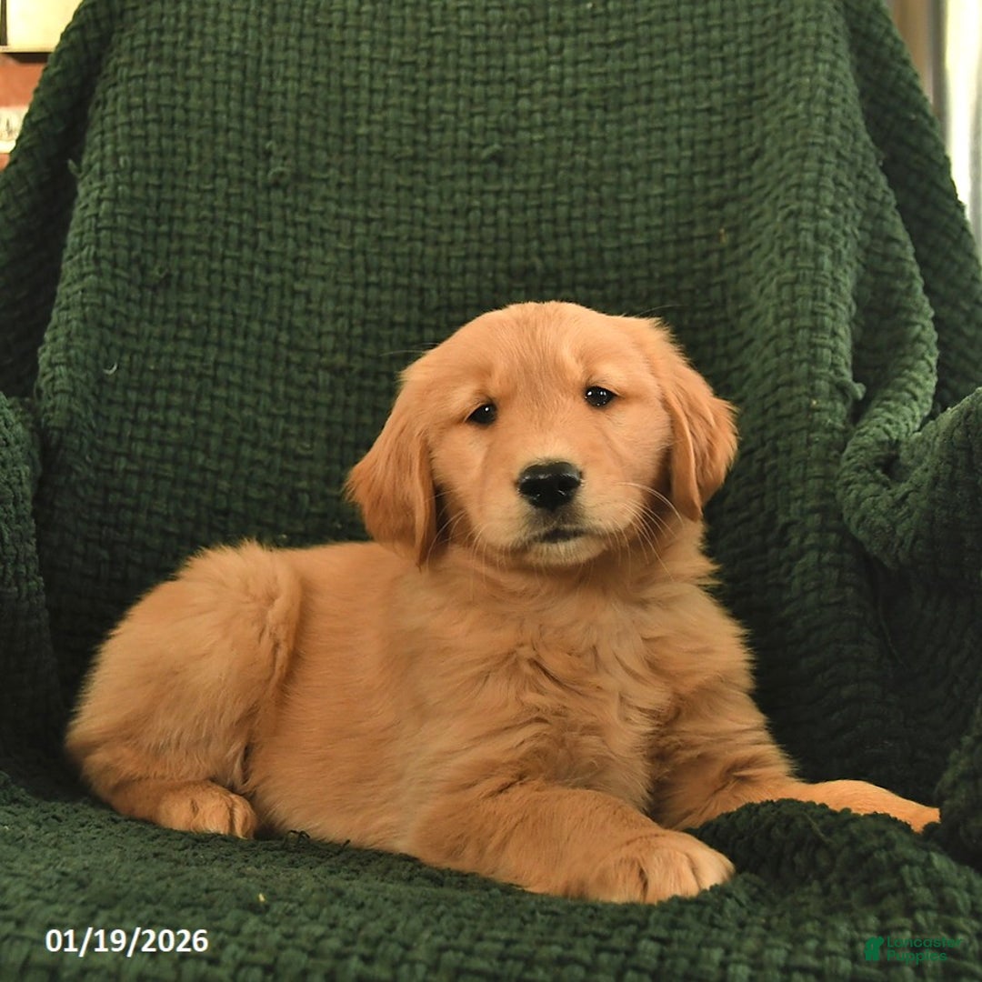Golden Retriever dogs for sale: Regina  - Ad 3