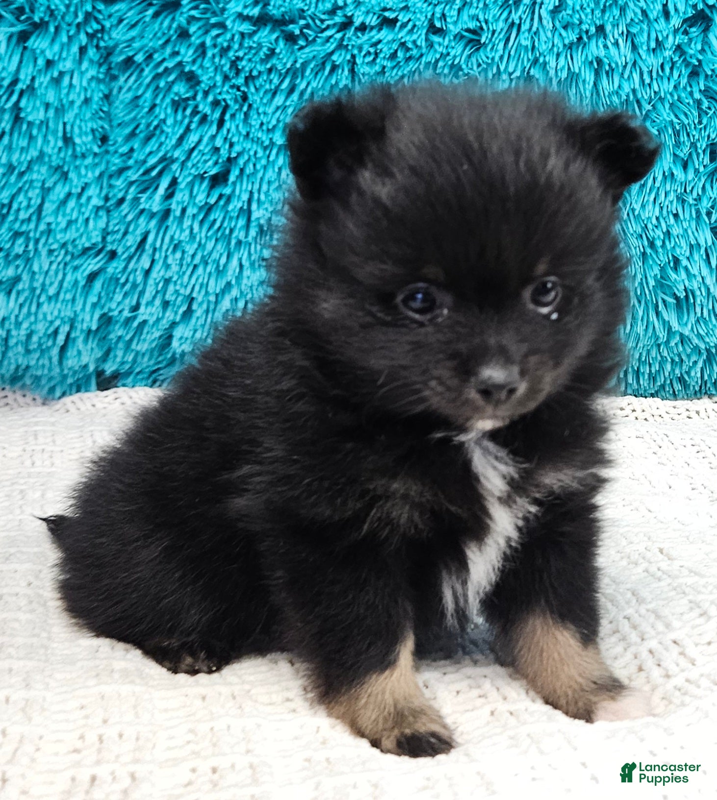 Pomeranian dogs Cocoa  - Ad 1