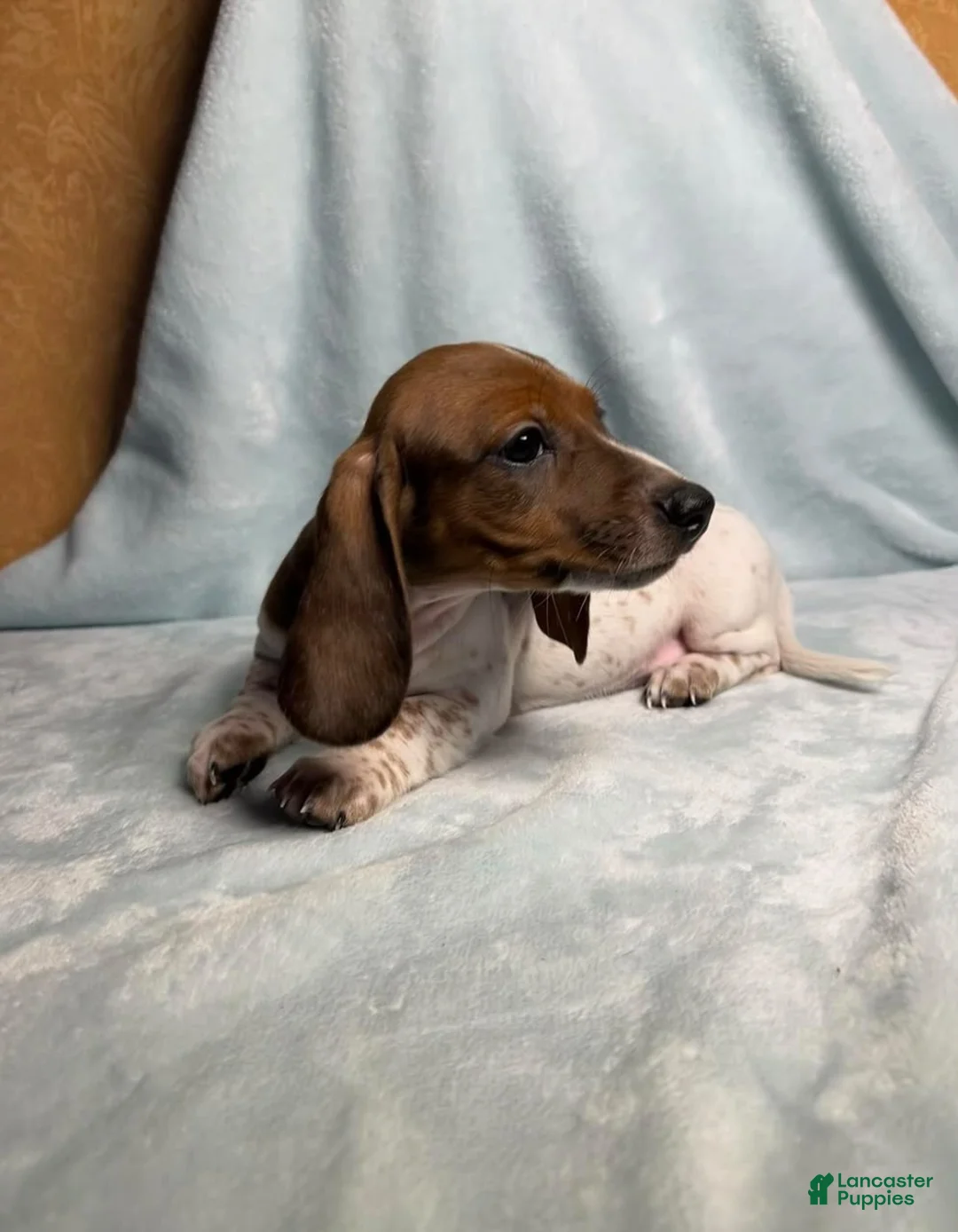 Dachshund dogs for sale: Spots - Ad 2