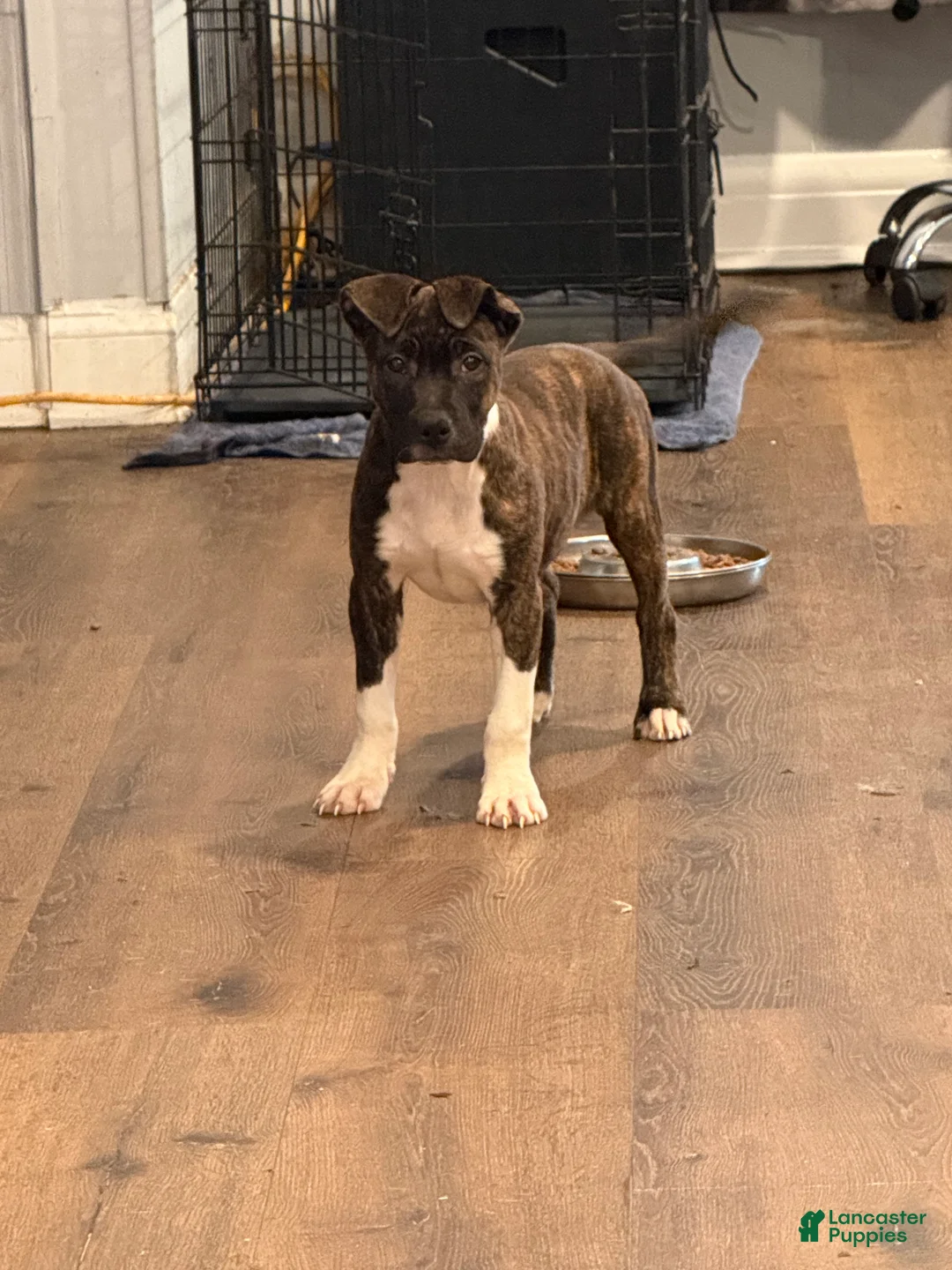 American Bully dogs for sale: American Bully Puppy 5 - Ad 1