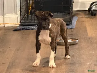 American Bully dogs American Bully Puppy 5 - Ad 30