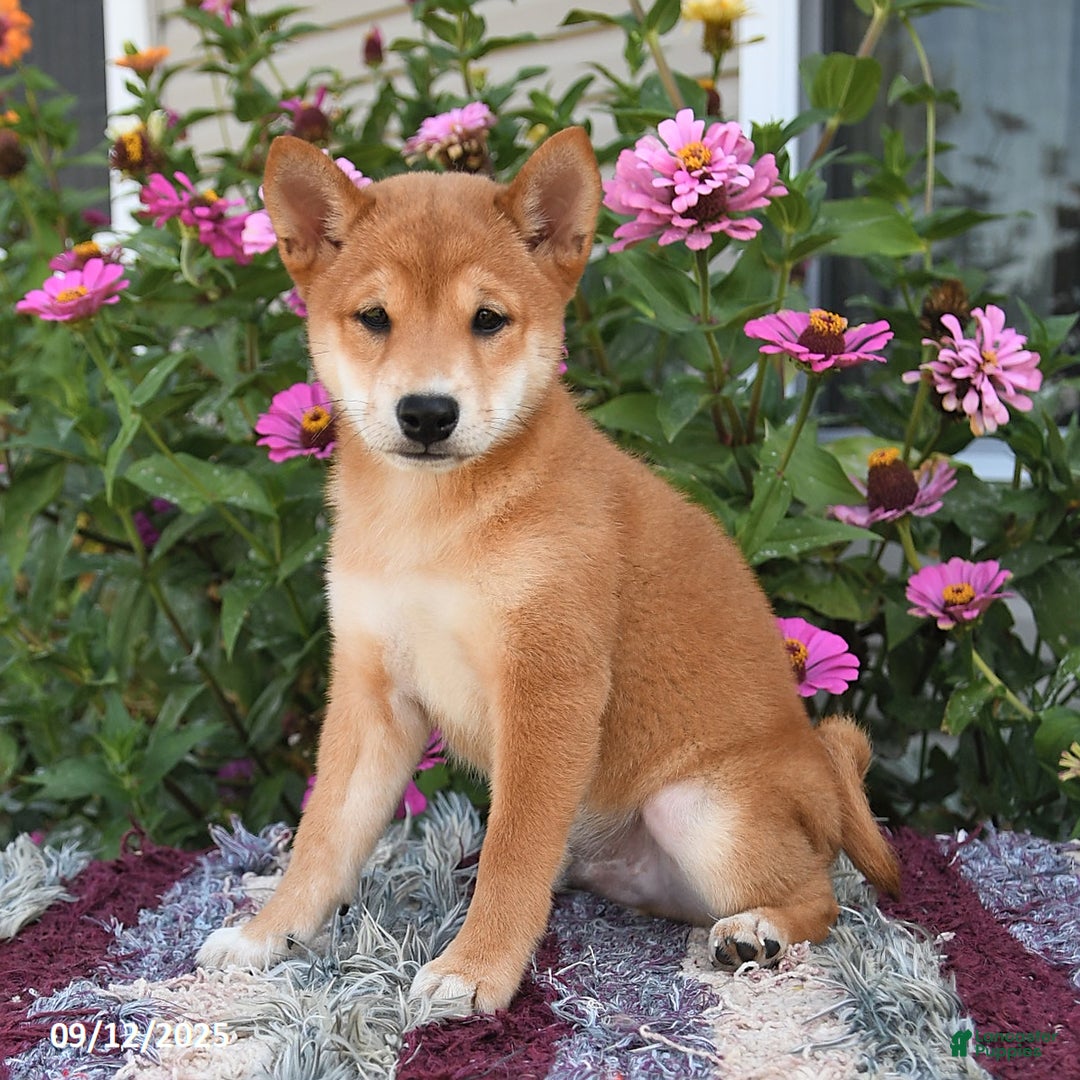 Shiba Inu dogs for sale: Shiba Inu 4 puppies - Ad 21