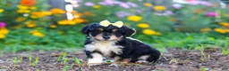 Mixed Breed dogs for sale: Pumpkin - Ad 3