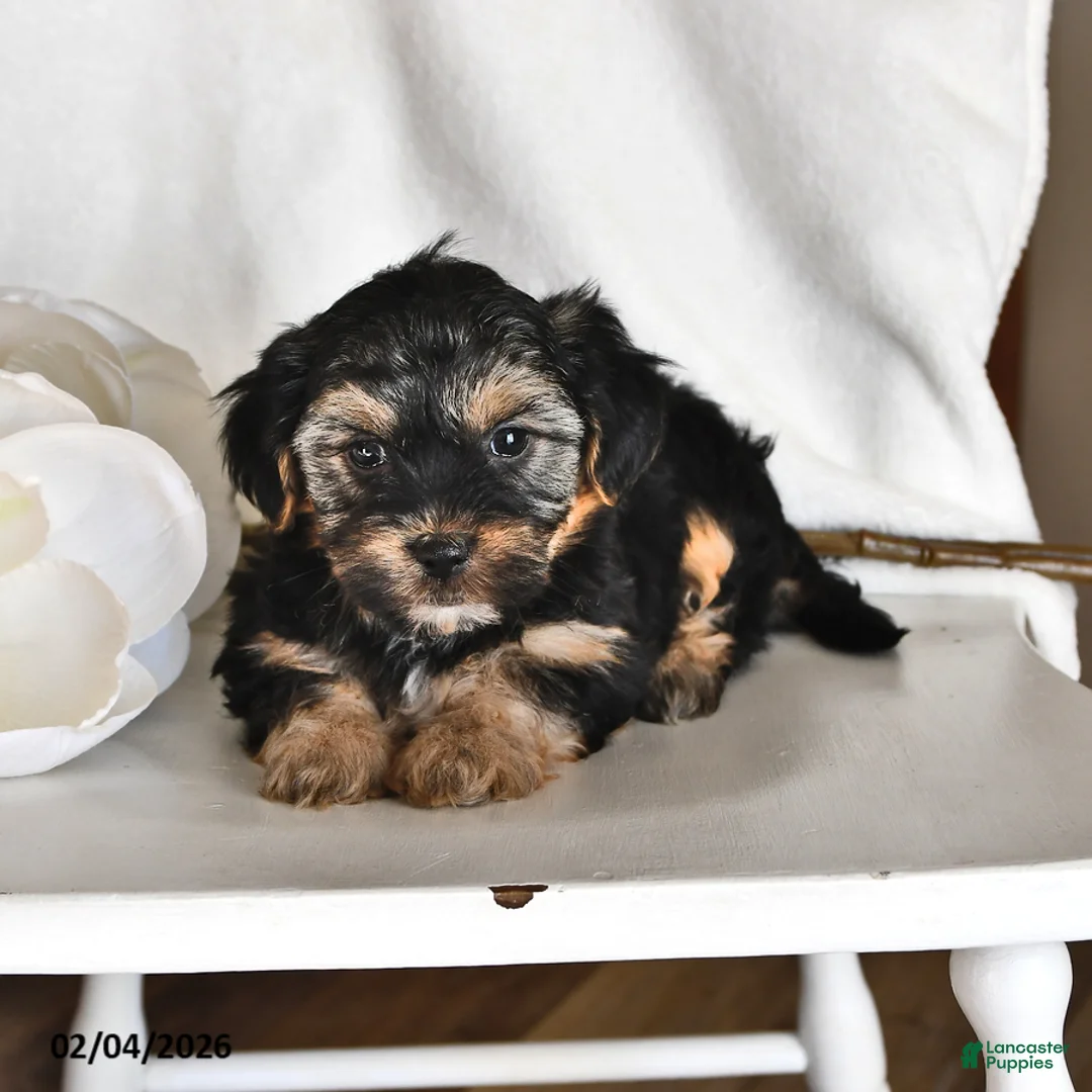 Morkie dogs for sale: Buster - Ad 3