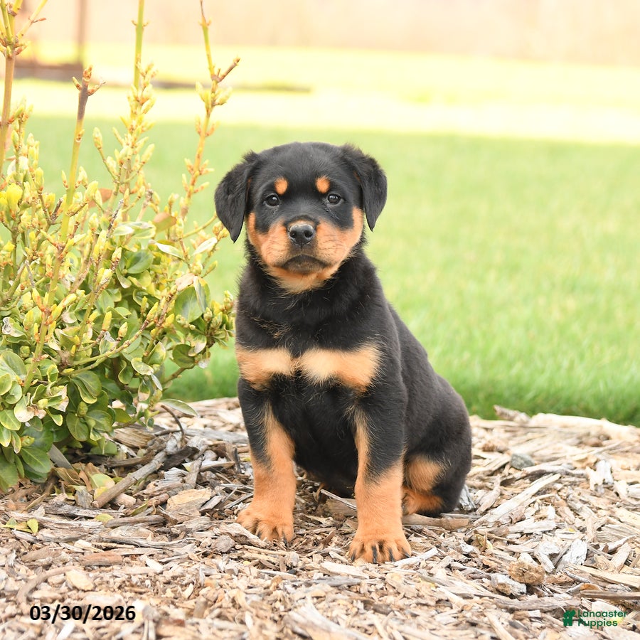 Rottweiler dogs Ryder - Ad 2