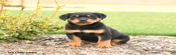 Rottweiler dogs for sale: Ryder - Ad 2