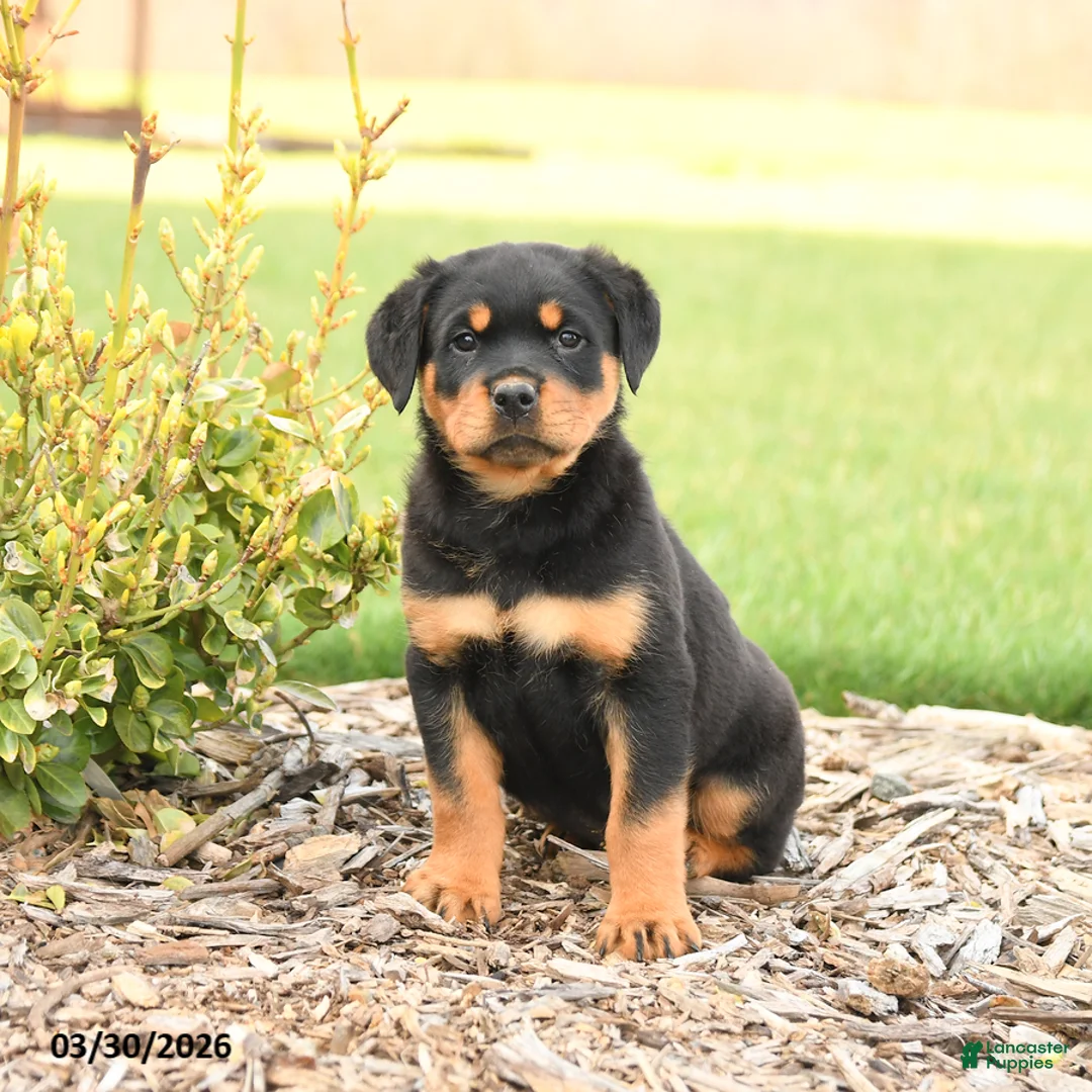 Rottweiler dogs for sale: Ryder - Ad 2