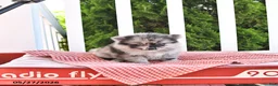Pomeranian dogs for sale: Kingston - Ad 3
