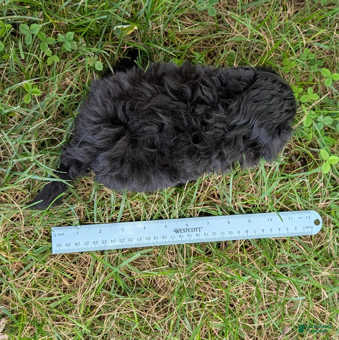 Pomapoo dogs for sale: Chia - Ad 10